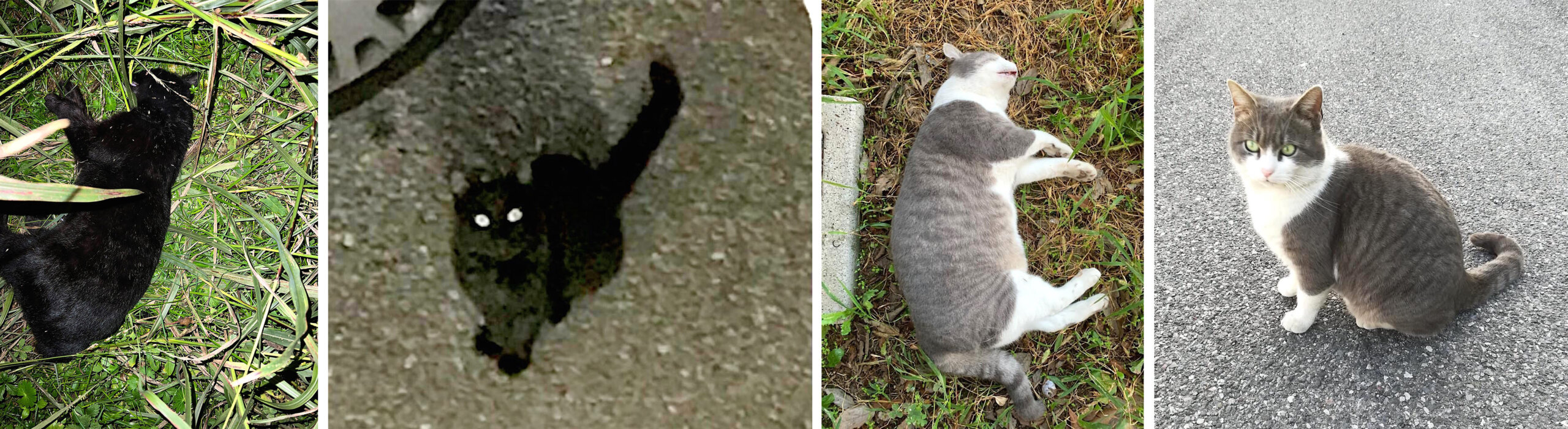 Via Zuccherificio come l'autostrada, altro gatto investito e lasciato a  terra - OglioPoNews